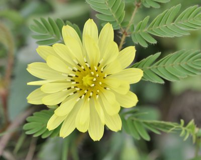 many-stem false dandelion DSC0586.jpg