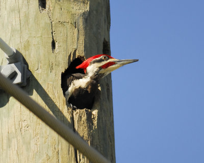 pileated woodpecker BRD0530.jpg