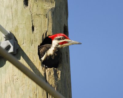 pileated woodpecker BRD0537.jpg