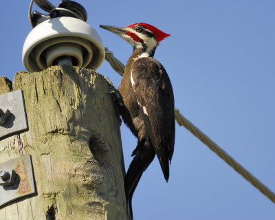 pileated woodpecker BRD0545.jpg