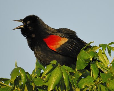 1710a_red_winged_blackbird