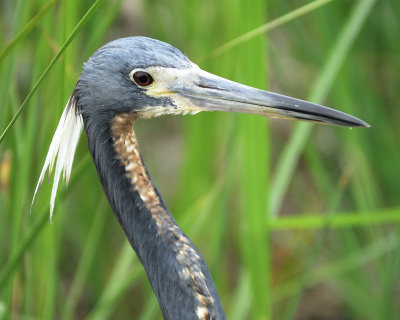 tricolored heron BRD0275.jpg