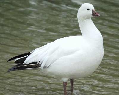 rosss goose BRD0352.jpg