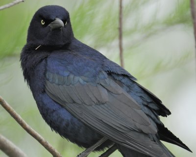 1710e_great_tailed_grackle