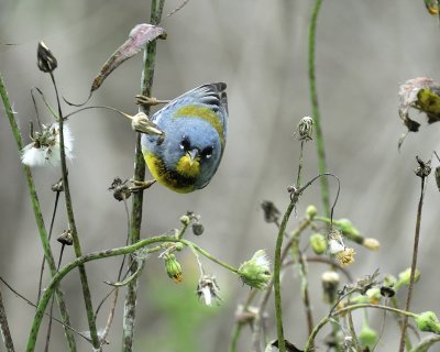 northern parula BRD0138.jpg