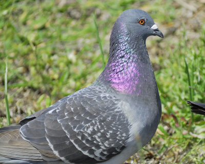 1310a_rock_pigeon