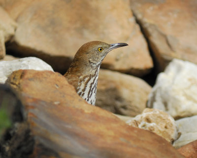 brown thrasher BRD1333.jpg