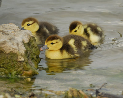 muscovy duck BRD1719.jpg