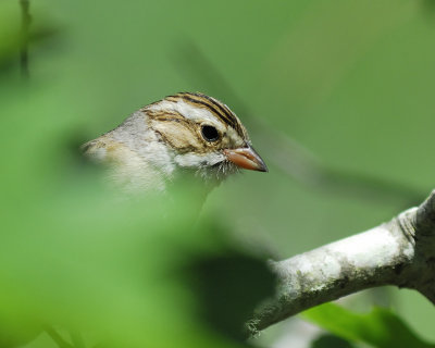 clay-colored sparrow BRD2431.jpg