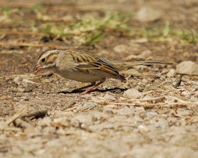 clay-colored sparrow BRD2402.jpg