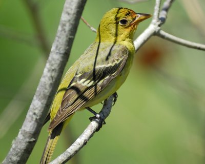 1650c_western_tanager