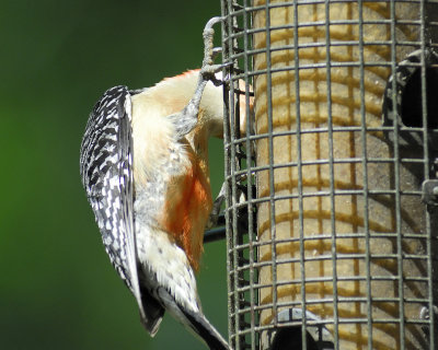 red-bellied woodpecker BRD3115.jpg