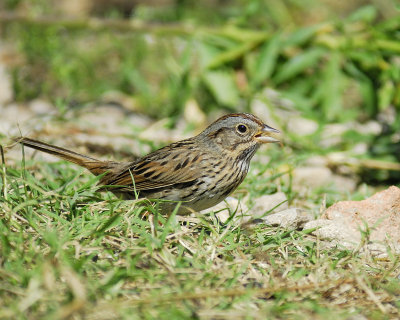 lincoln's sparrow BRD4049.jpg