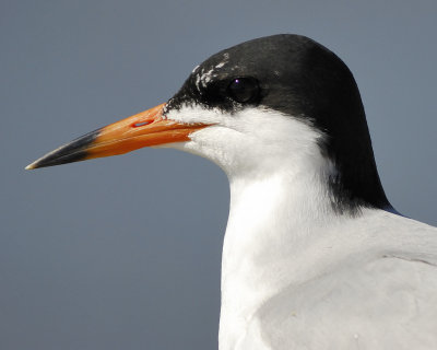 1230f_forsters_tern