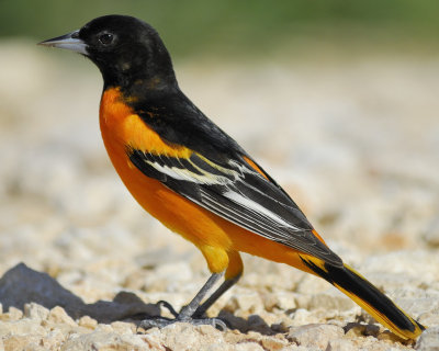 1710h_baltimore_oriole