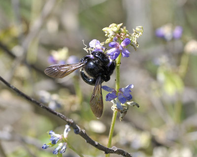 native bee DSC0690.jpg