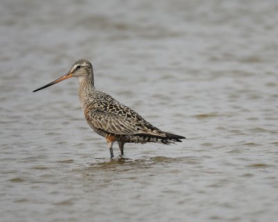 hudsonian godwit BRD5085.jpg