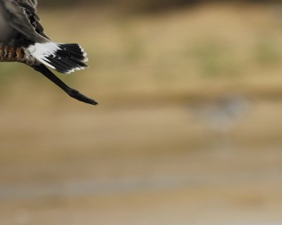 hudsonian godwit BRD5118.jpg