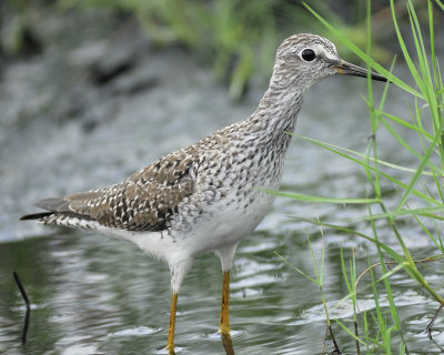 lesser yellowlegs BRD5349.jpg