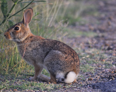 cottontail rabbit BRD6022.jpg