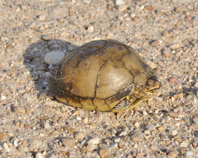 box turtle DSC1242.jpg