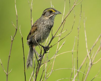 seaside sparrow BRD6531.jpg