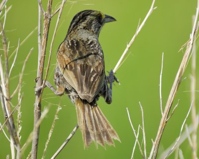 seaside sparrow BRD6499.jpg