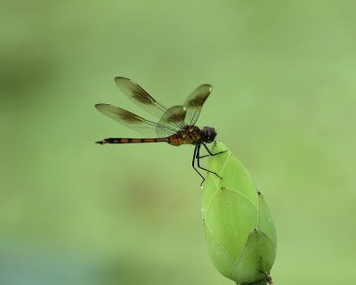 dragonfly BRD7430.jpg