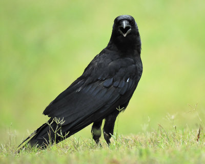 american crow BRD7538.jpg