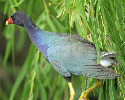 purple gallinule BRD7480.jpg