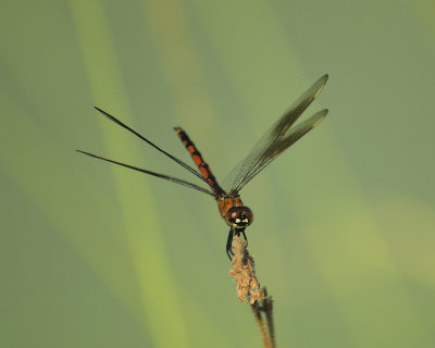 dragonfly BRD7759.jpg