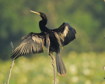 1050e_anhinga