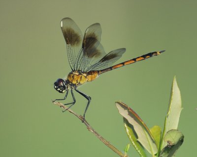 dragonfly BRD8032.jpg