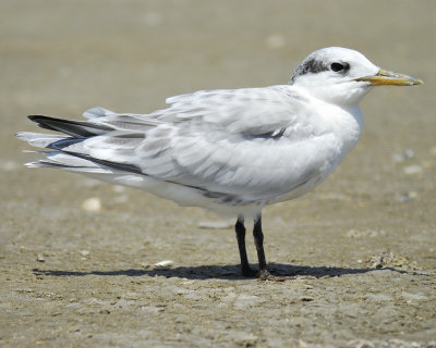 sandwich tern BRD8854.jpg