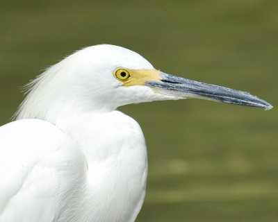 snowy egret BRD8873.jpg