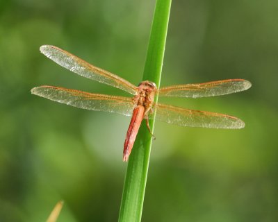 dragonfly BRD0221.jpg