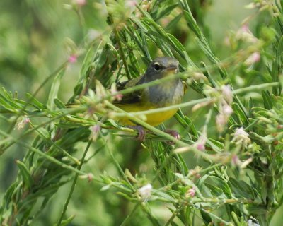 mourning warbler BRD0907.jpg