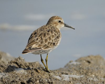 least sandpiper BRD0879.jpg