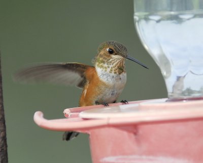 rufous hummingbird BRD2469.jpg