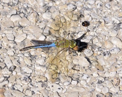 dragonfly DSC1551.jpg