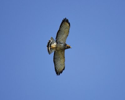 broad-winged hawk BRD2818.jpg
