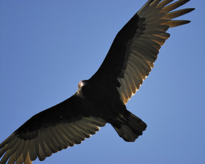 turkey vulture BRD2736.jpg