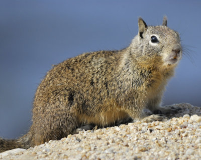 rock squirrel BRD4730.jpg