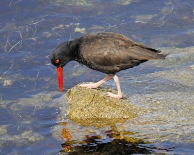 1170k_black_oystercatcher