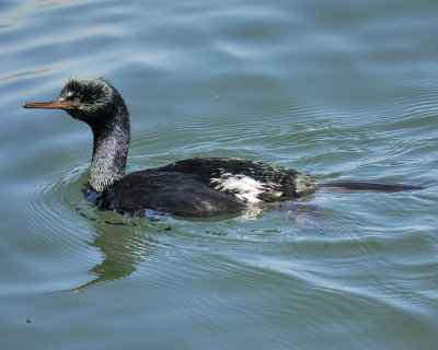 pelagic cormorant BRD5060.jpg