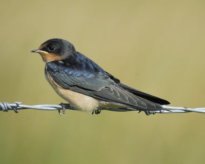 barn swallow BRD6915.jpg