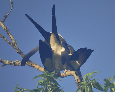 swallow-tailed kite BRD6800.jpg