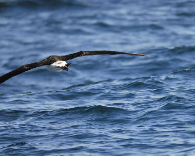 laysan albatross BRD5232.jpg