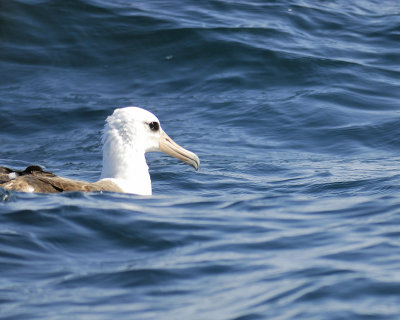 laysan albatross BRD5243.jpg