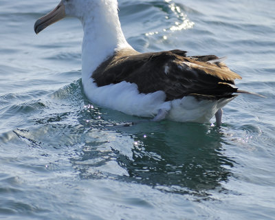 laysan albatross BRD5256.jpg